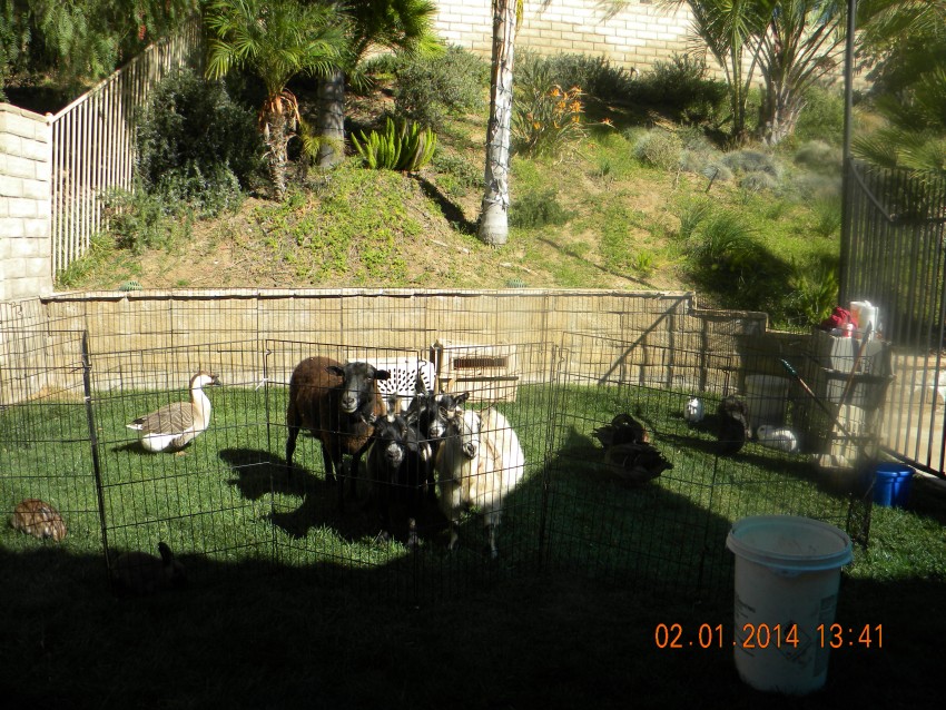 Hire Pegasus Ponies & Petting Zoos Petting Zoo in Whittier, California