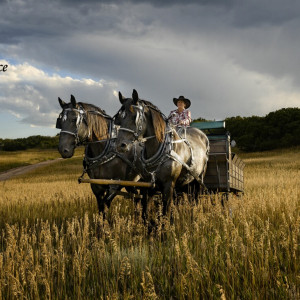 Perseverance Ranch Carriages and Wagons - Horse Drawn Carriage in Sedalia, Colorado