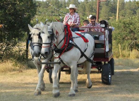 Gallery photo 1 of Perseverance Ranch Carriages and Wagons