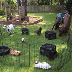 Johnson Family Petting Farm - Petting Zoo / Pony Party in Copperas Cove, Texas