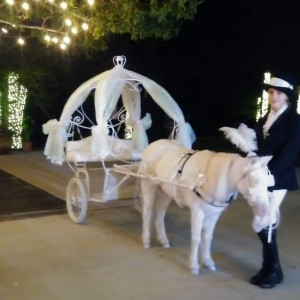 Platinum Carriage Co. & Pony Parties - Animal Entertainment in Conroe, Texas