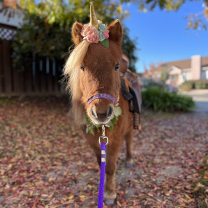 Pocket Size Pony Rides