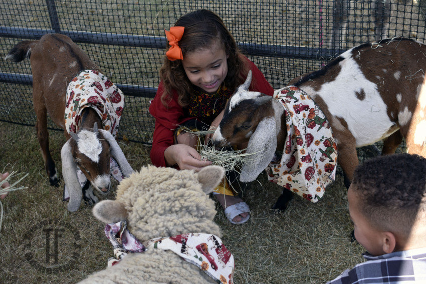 Hire Thayer Family Homestead Petting Zoo in Mountain Center, California