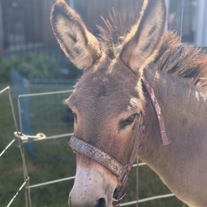 Barnyard On Wheels - Petting Zoo / Children’s Party Entertainment in Smithfield, Virginia