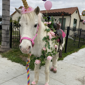 Ponyland Pony Parties and Petting Zoos - Pony Party in Taft, California