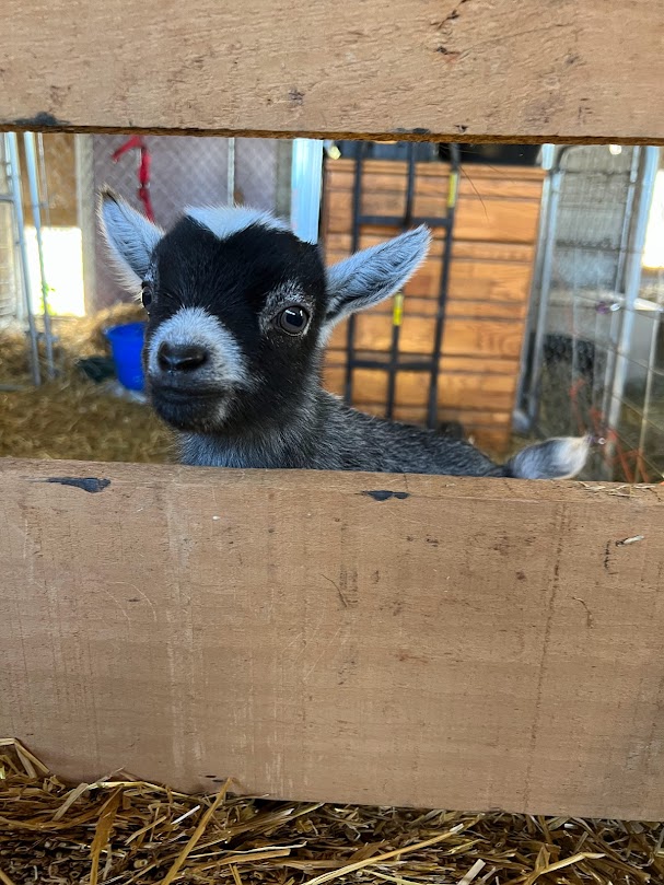Hire Pygmy Goat Parties & Petting Zoos Animal Entertainment in Byron