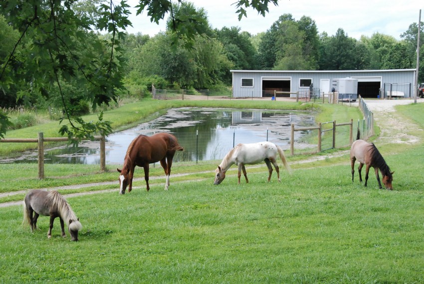 Gallery photo 1 of Clover Pony Farm