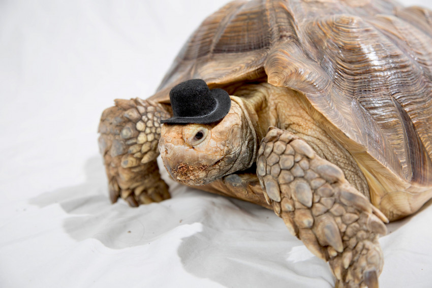 Hire Realm of the Reptile - Animal Entertainment in Akron, Ohio
