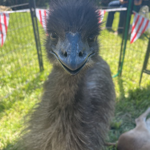 Red River Pony Parties & Events - Petting Zoo / Educational Entertainment in Dover, Tennessee