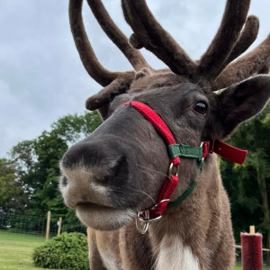 Reindeer Acres - Animal Entertainment / Santa Claus in Menomonie, Wisconsin