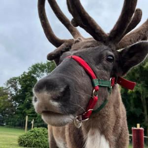 Reindeer Acres - Petting Zoo / Family Entertainment in Menomonie, Wisconsin