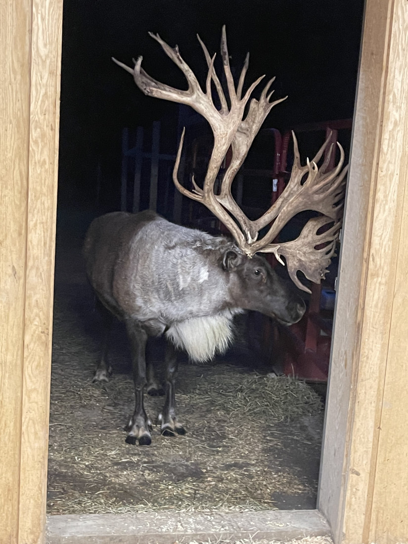 Gallery photo 1 of Reindeer Acres