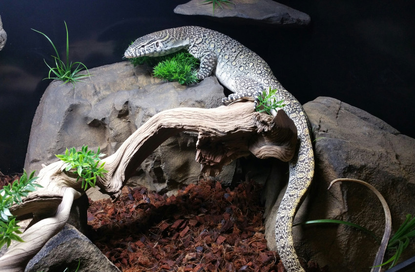 Hire Reptile 101 Animal Entertainment in Morven, North Carolina