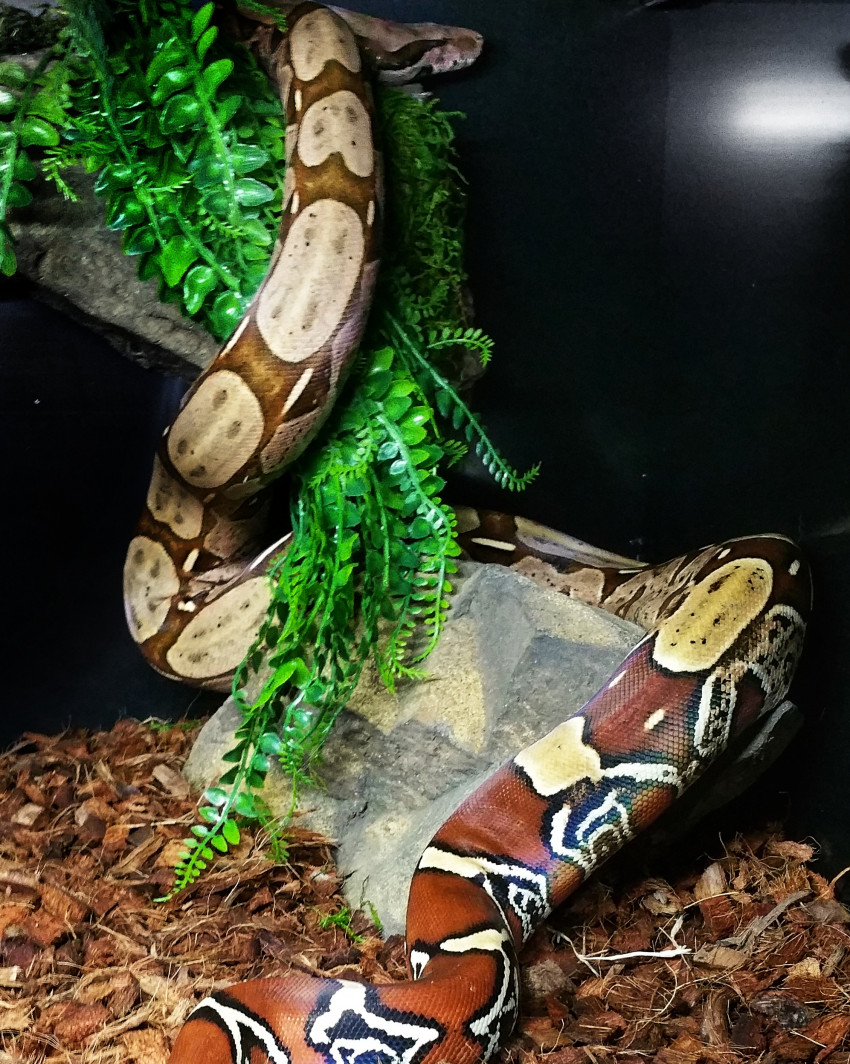 Hire Reptile 101 Animal Entertainment in Morven, North Carolina