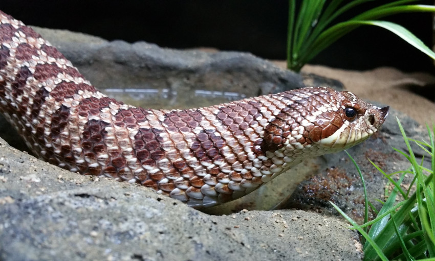 Hire Reptile 101 Animal Entertainment in Morven, North Carolina