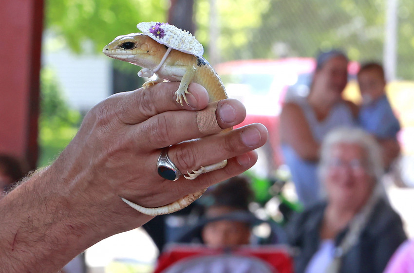 Hire Reptile Adventures - Reptile Show in Laurelville, Ohio