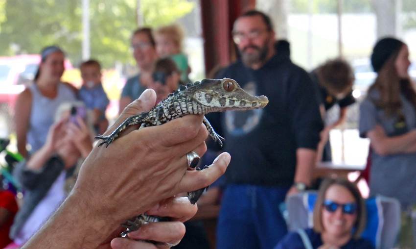 Hire Reptile Adventures Reptile Show in Laurelville, Ohio