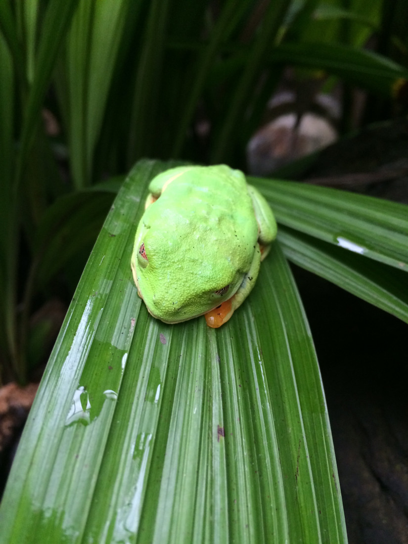 Hire Reptile Party & Wizard of Lizards Reptile Show in Hillsdale, New