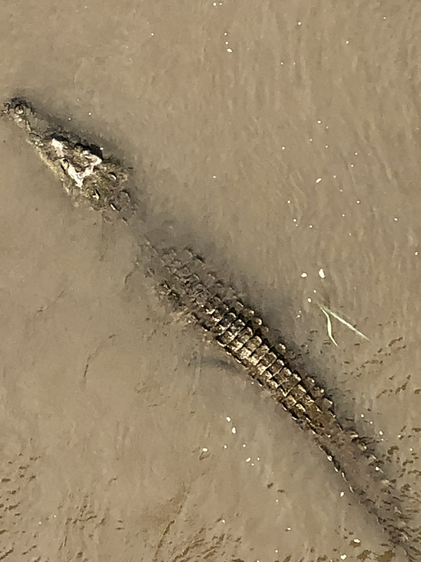 Hire Reptile Party & Wizard of Lizards Reptile Show in Hillsdale, New