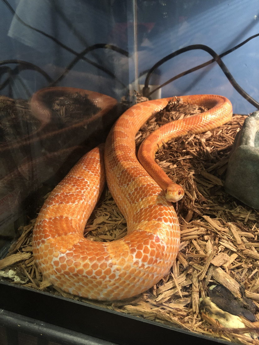 Hire Reptile Party & Wizard of Lizards Reptile Show in Hillsdale, New