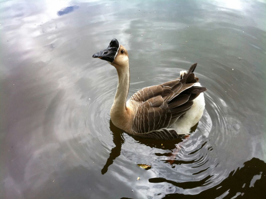 Hire Reptile Party & Wizard of Lizards Reptile Show in Hillsdale, New