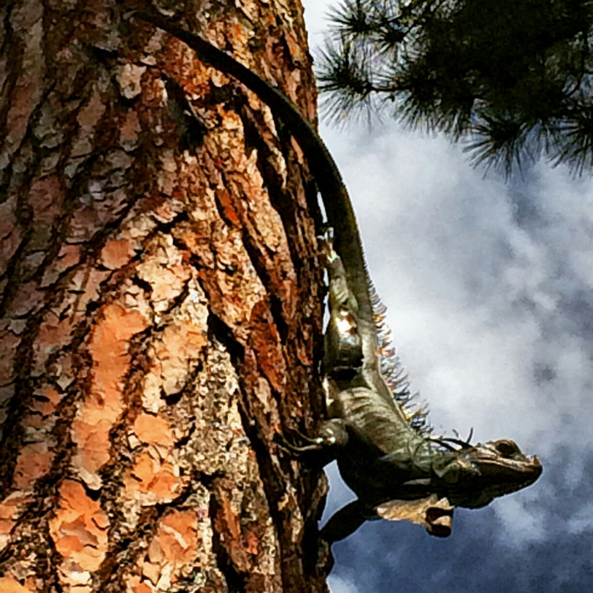 Hire Reptile Party & Wizard of Lizards Reptile Show in Hillsdale, New