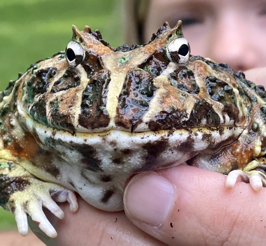 Hire Reptile Party & Wizard of Lizards Reptile Show in Hillsdale, New