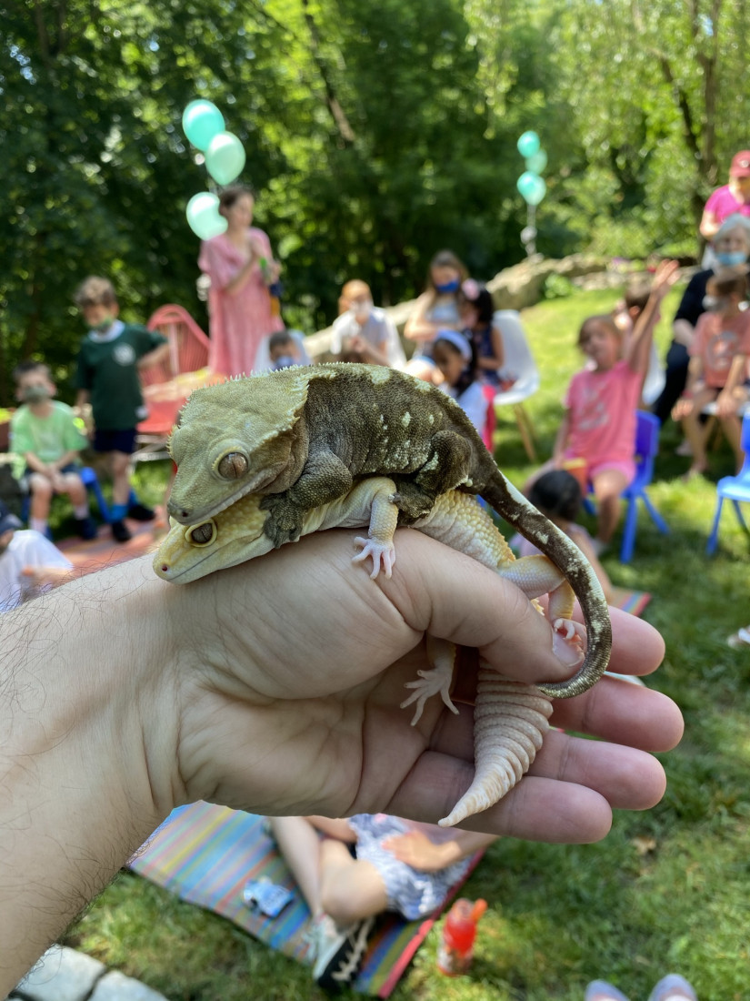 Hire Reptile Party & Wizard of Lizards Reptile Show in Hillsdale, New