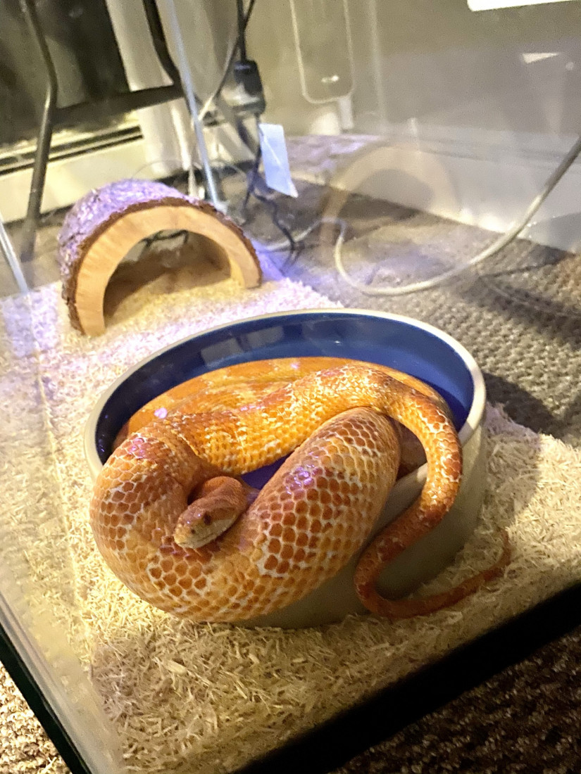 Hire Reptile Party & Wizard of Lizards Reptile Show in Hillsdale, New