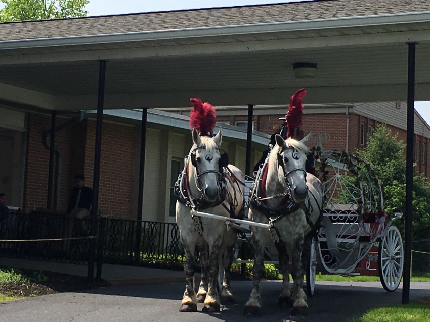 Gallery photo 1 of Running Springs Farm Horse Drawn Carriage Service
