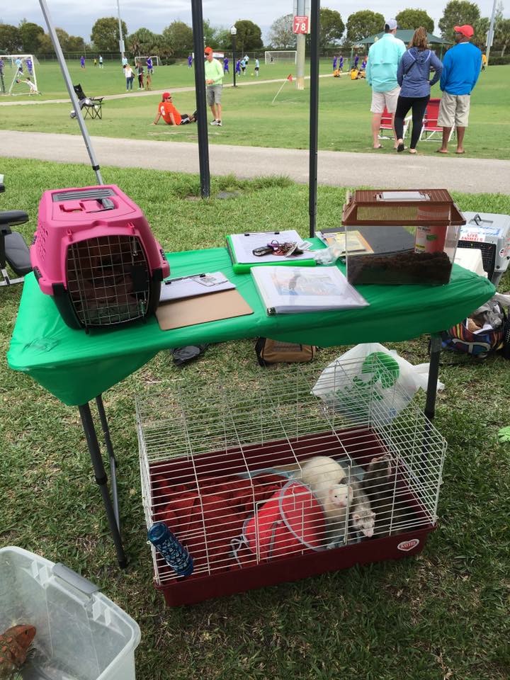 Hire Scales and Fur Petting Zoo in Boca Raton, Florida