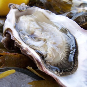 Serving Oysters - Author in Novato, California