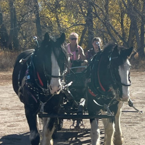 Shades of Blue Ranch - Horse Drawn Carriage in Grand Junction, Colorado