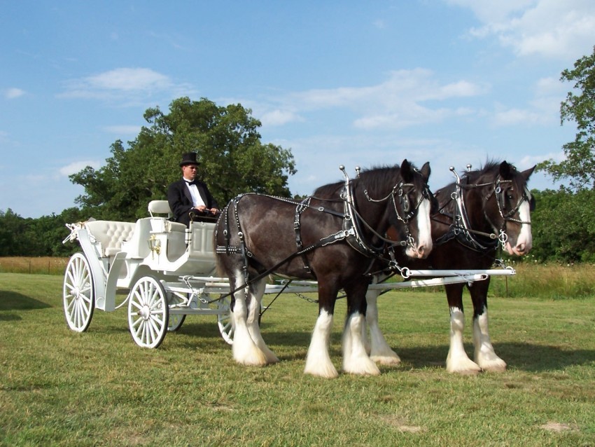Gallery photo 1 of Shires for Hire Carriage Service