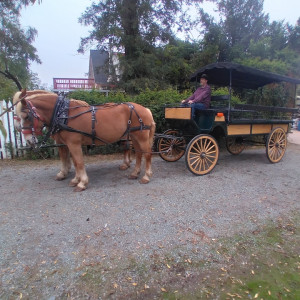 Silver Spur Carriage Company - Horse Drawn Carriage / Chauffeur in Acampo, California