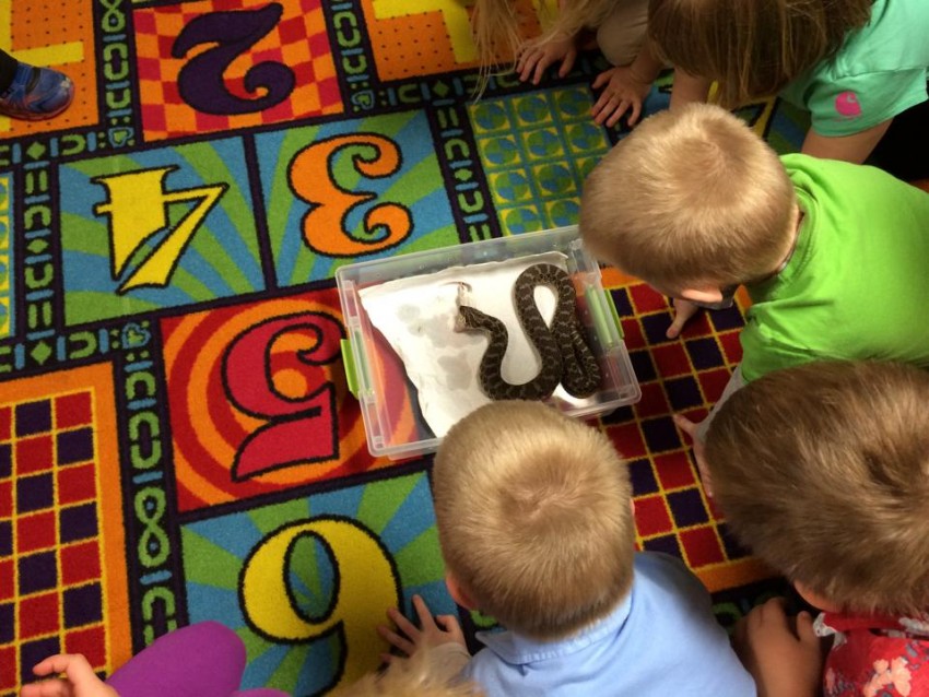 Hire Snake Discovery - Reptile Show in Hammond, Wisconsin