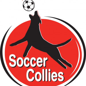 Soccer Dogs / Soccer Collies - Animal Entertainment in Floral City, Florida