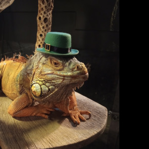 Hire Southern Arizona Reptile Rescue & Educ. - Reptile Show in Tucson