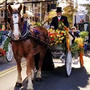 Southern Breezes Carriages - Horse Drawn Carriage in Charlotte, North Carolina