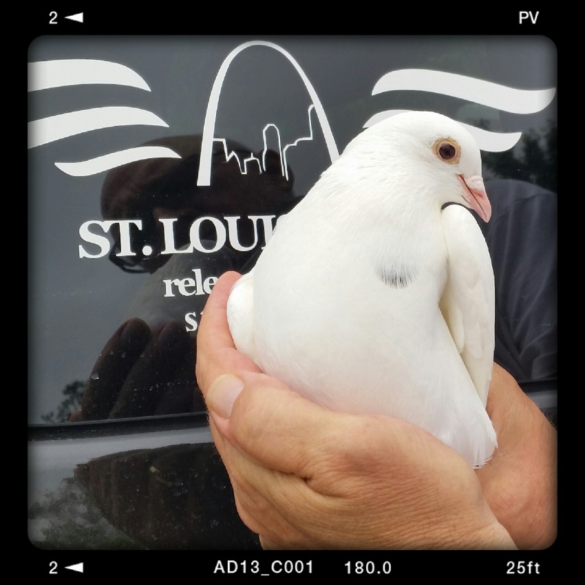 Hire St Louis Doves Release Company Animal Entertainment in St Louis