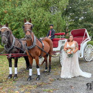 Tanglao Carriage Driving - Horse Drawn Carriage / Holiday Party Entertainment in Easton, Maryland