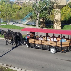 The Hitching Company - Horse Drawn Carriage / Wedding Services in Minneapolis, Minnesota