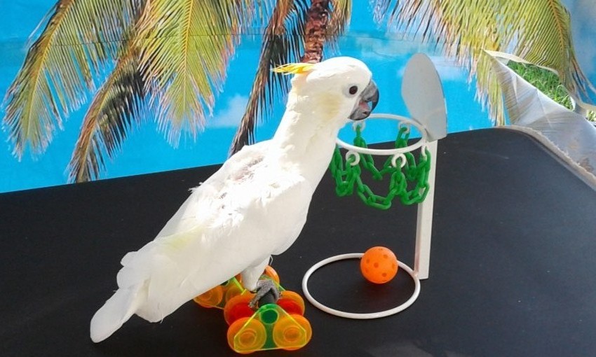 Hire The Paradise Parrot Show Animal Entertainment in Riverview, Florida