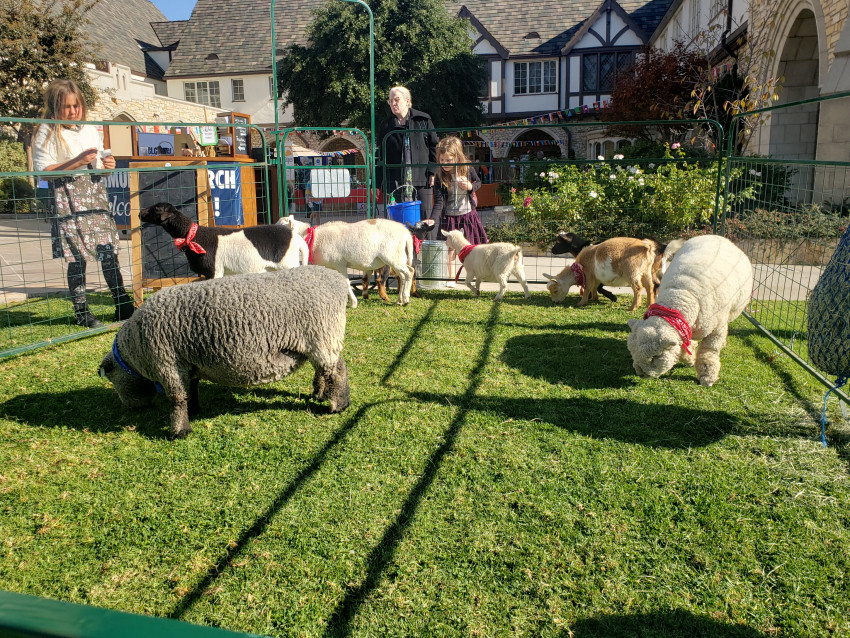 Hire The Rah-Rah Ranch, LLC - Petting Zoo in Rancho Cucamonga, California