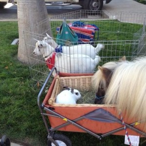 The Tiny Trotters - Pony Rides and Petting Zoo