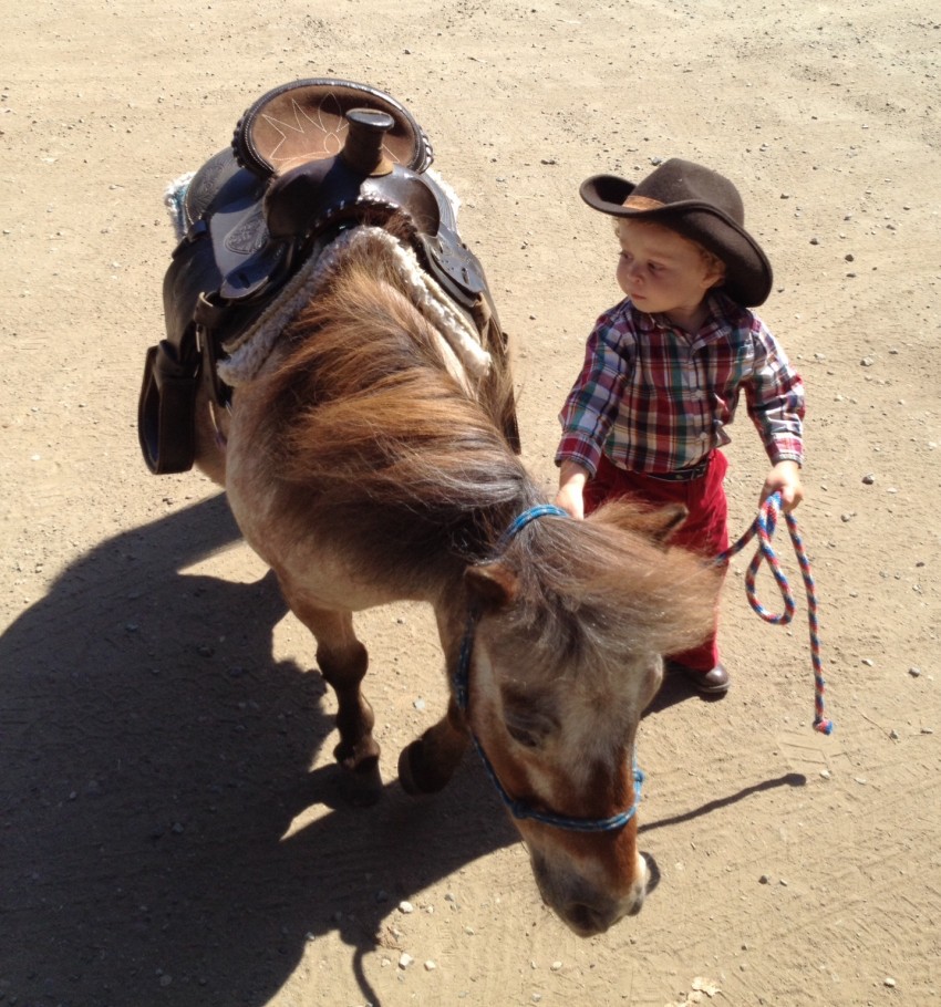 Gallery photo 1 of The Tiny Trotters - Pony Rides and Petting Zoo