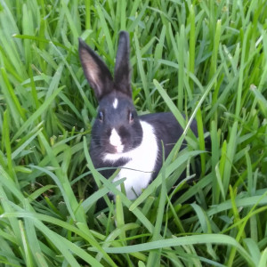 Bunny Biz FL - Petting Zoo in Fort Lauderdale, Florida