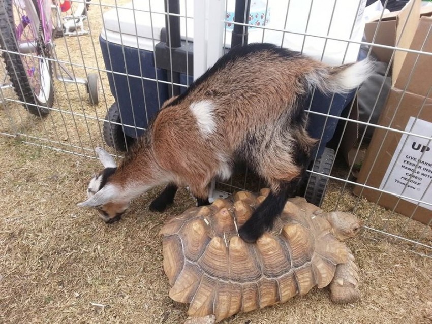 Petting Zoo Insurance Cost