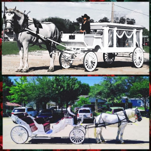 Wedding Carriage and Funeral Hearse - Horse Drawn Carriage / Civil War Reenactment in Longview, Texas