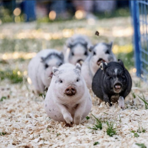 Wee Wee Wee Racing Pigs - Animal Entertainment in Ocala, Florida